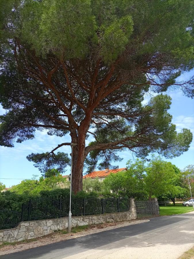Apartments Ingrid Novigrad Istria Eksteriør bilde